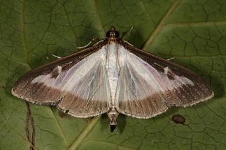 Cydalima perspectalis - Buchsbaum-Zünsler, Falter