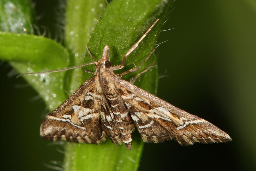 Diasemia recticularis - kein dt. Name bekannt, Falter