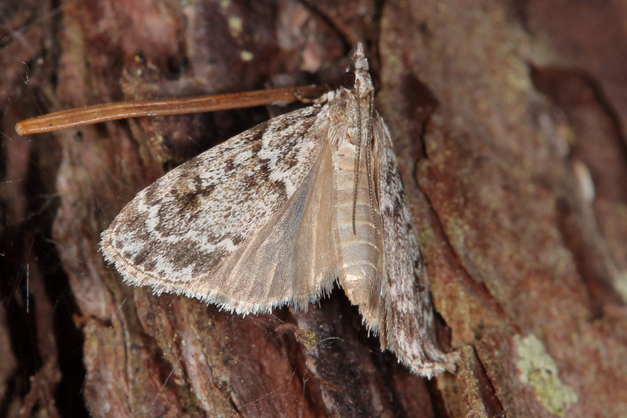 Eudonia truncicolella - kein dt. Name bekannt, Falter