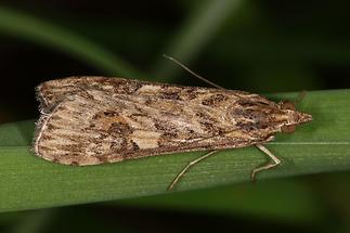 Nomophila noctuella - Wanderzünsler, Falter