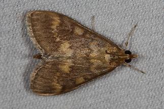 Ostrinia nubilalis - Maiszünsler, Falter, Lichtfang