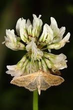 Paratalanta hyalinalis - kein dt. Name bekannt