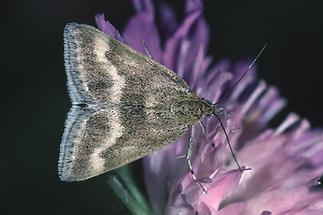 Pyrausta aeralis - kein dt. Name bekannt, Falter