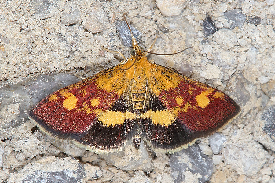 Pyrausta aurata - Goldzünsler, Falter