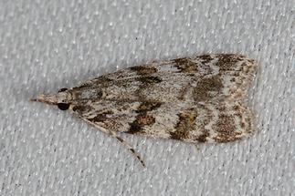 Scoparia pyralella - kein dt. Name bekannt, Falter, Lichtfang