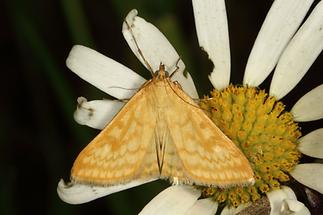 Sitochroa verticalis - kein dt. Name bekannt, Falter