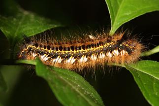 Euthrix potatoria - Grasglucke, Trinkerin, Raupe