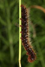 Lasiocampa quercus - Eichenspinner, Raupe (2)