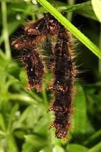 Lasiocampa quercus - Eichenspinner, verlassene Raupenhaut