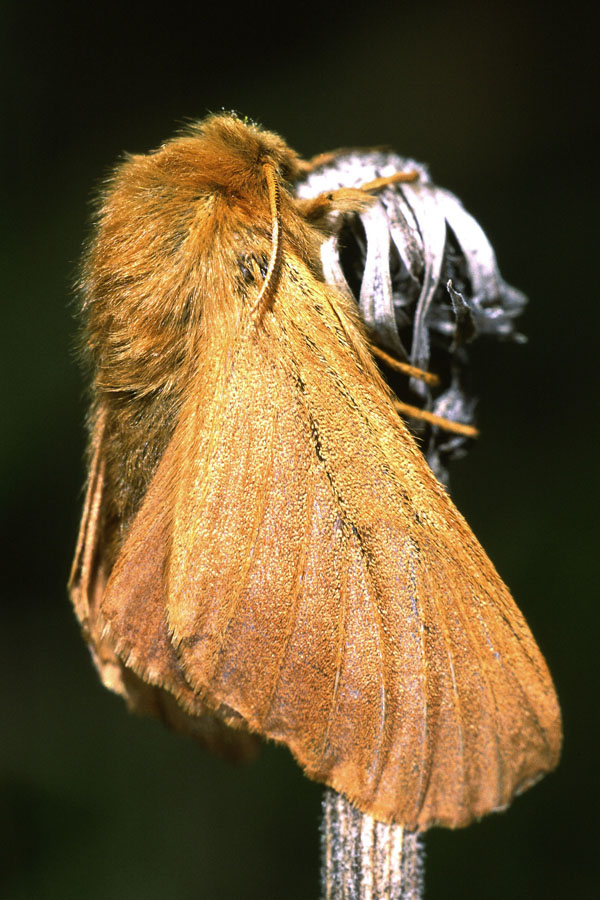 Malacosoma alpicola - Alpiner Ringelspinner, Weibchen