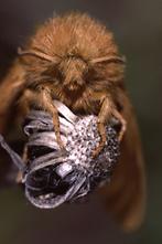 Malacosoma alpicola - Alpiner Ringelspinner, Weibchen, Portrait