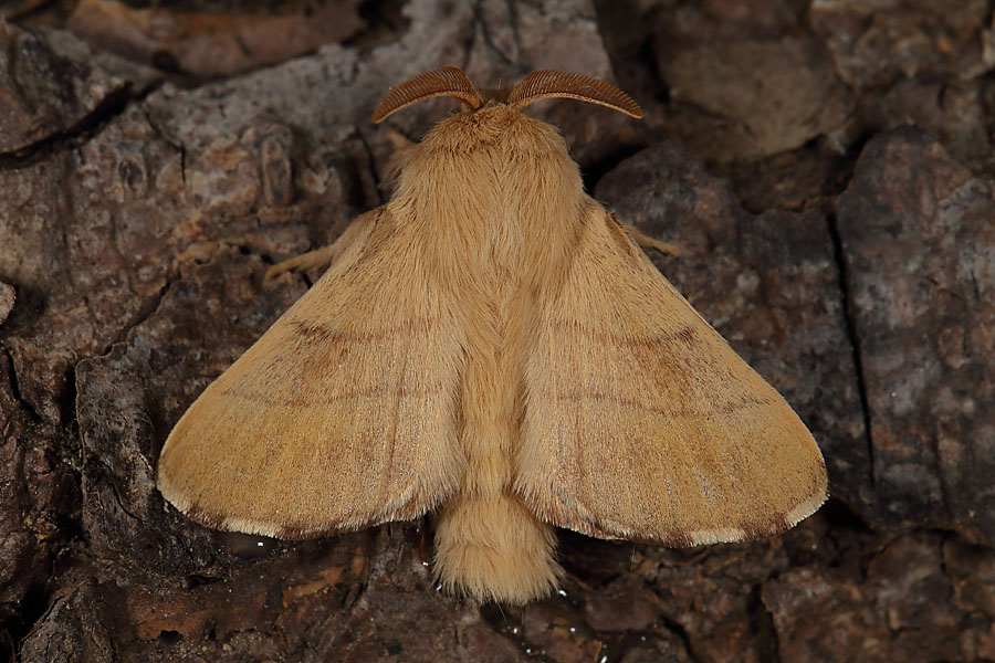 Malacosoma neustria - Ringelspinner, Männchen