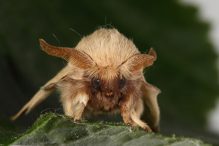 Malacosoma neustria - Ringelspinner, Männchen