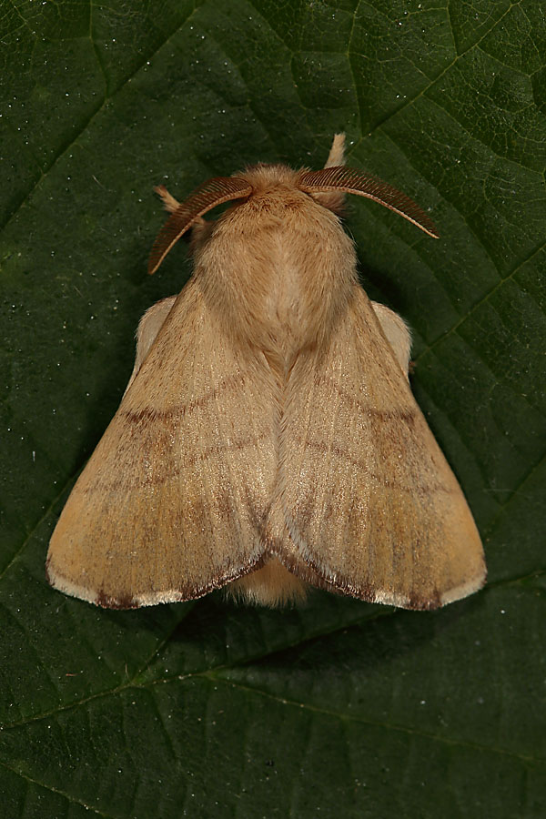 Malacosoma neustria - Ringelspinner, Männchen