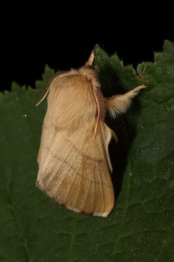 Malacosoma neustria - Ringelspinner, Männchen