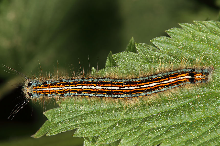 Malacosoma neustria - Ringelspinner, Raupe