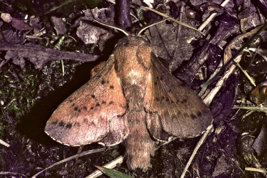 Phyllodesma tremulifolia - Kleine Eichenglucke, Falter