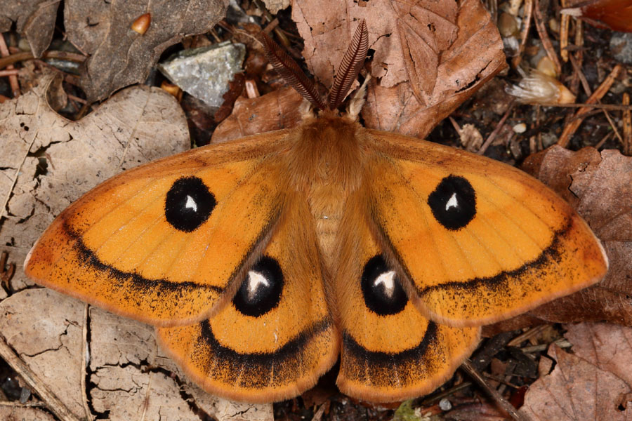 Aglia tau - Nagelfleck, Männchen