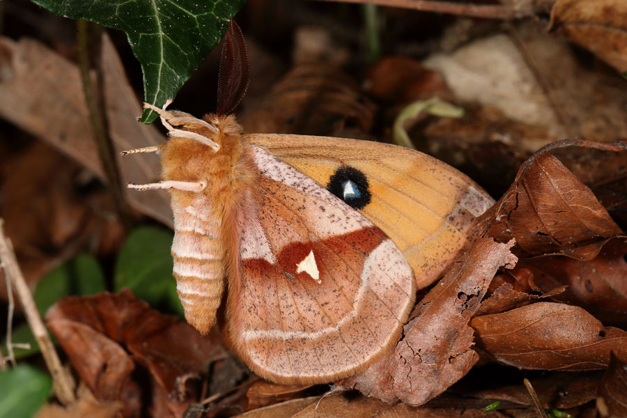 Aglia tau - Nagelfleck, Männchen