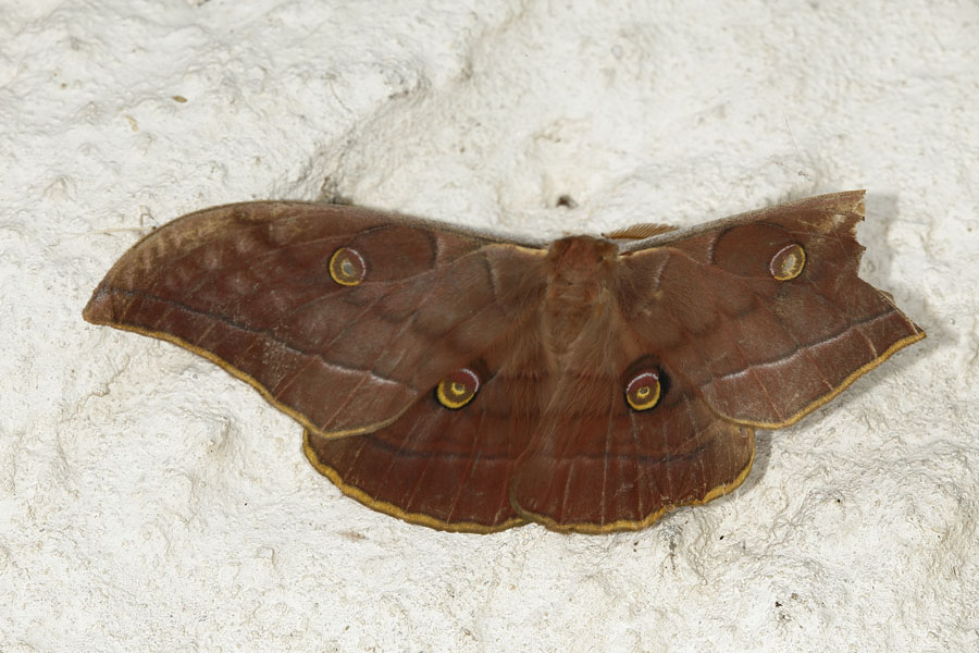 Antheraea yamamai - Japanischer Eichenseidenspinner, Männchen