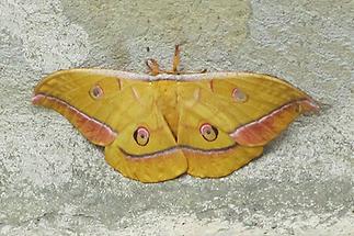 Antheraea yamamai - Japanischer Eichenseidenspinner, Weibchen