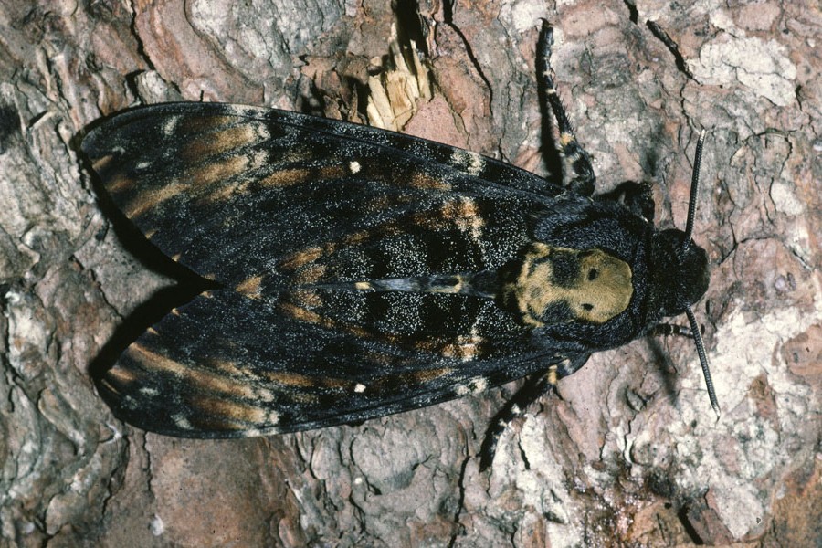 Acherontia atrops - Totenkopfschwärmer, Falter