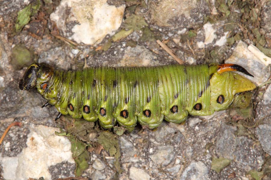 Agrius convolvuli - Windenschwärmer, Raupe