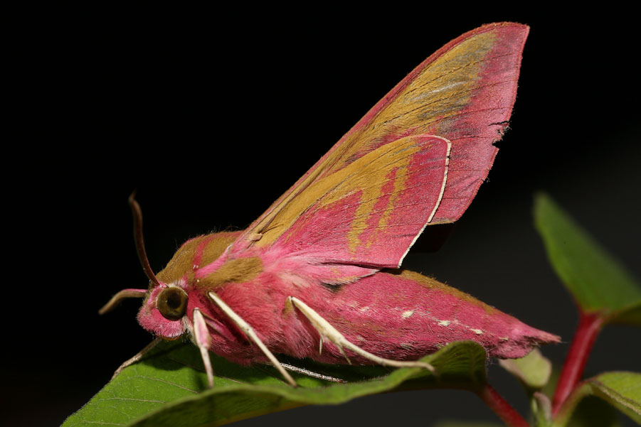 Deilephila elpenor - Mittlerer Weinschwärmer, Falter