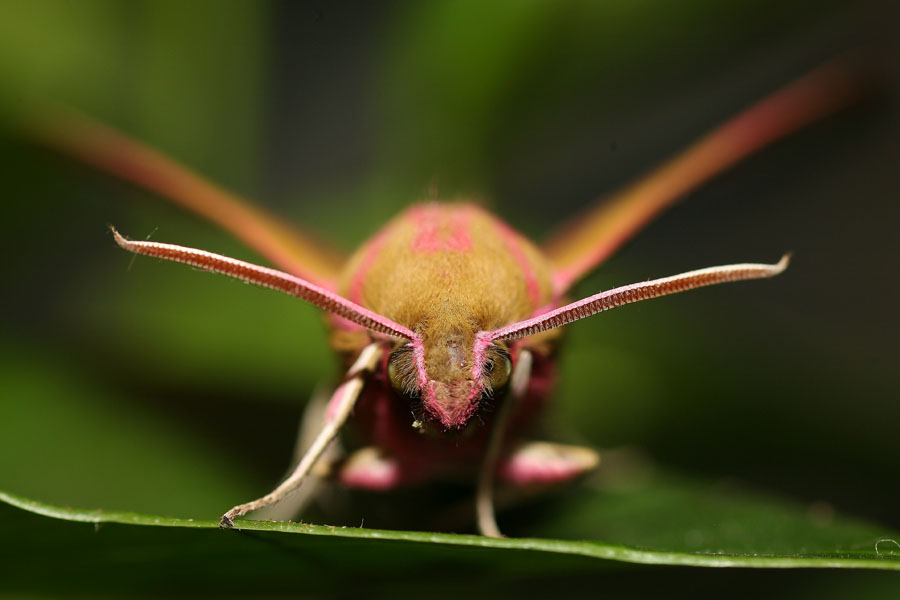 Deilephila elpenor - Mittlerer Weinschwärmer, Falter