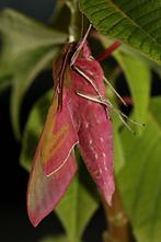 Deilephila elpenor - Mittlerer Weinschwärmer, Falter (4)