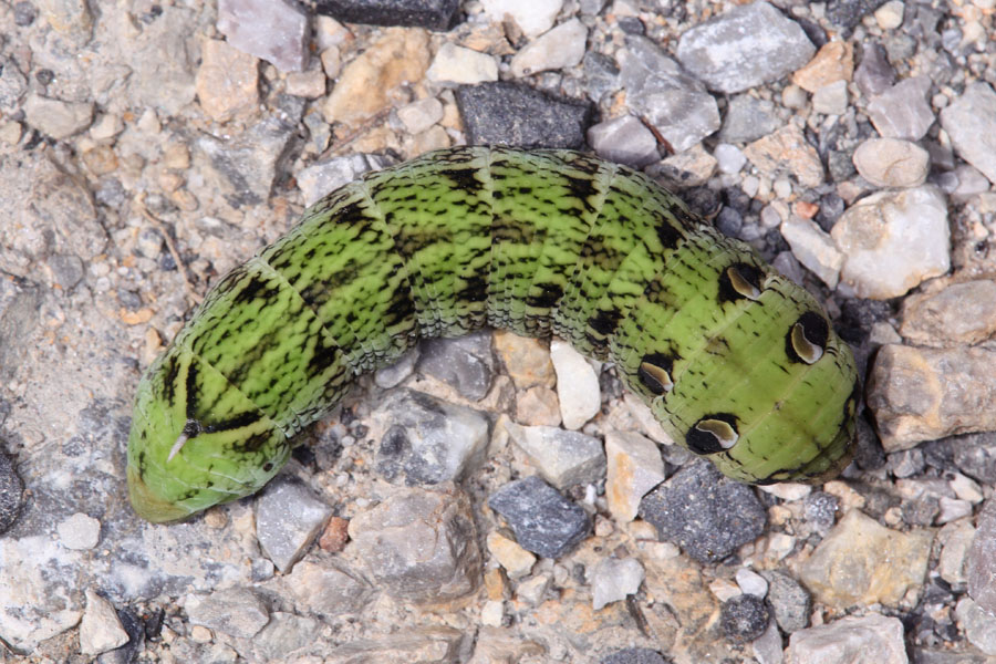 Deilephila elpenor - Mittlerer Weinschwärmer, Raupe