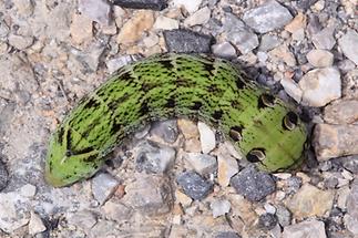 Deilephila elpenor - Mittlerer Weinschwärmer, Raupe (1)