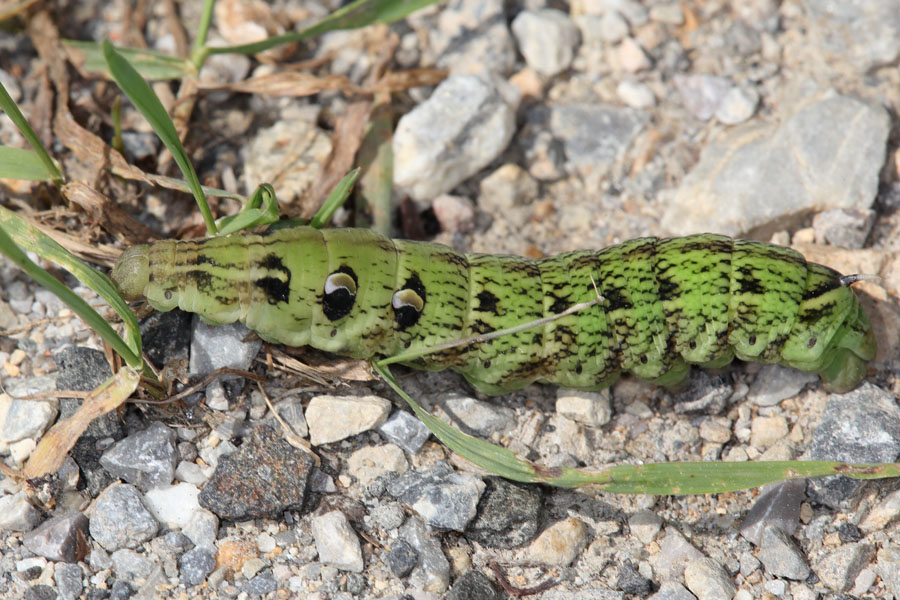 Deilephila elpenor - Mittlerer Weinschwärmer, Raupe