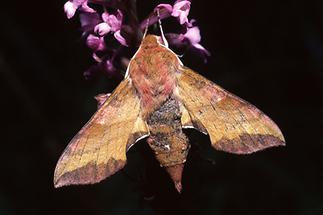 Deilephila porcellus - Kleiner Weinschwärmer, Falter