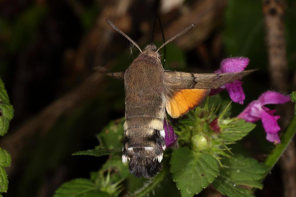 Macroglossum stellatarum - Taubenschwänzchen, Falter