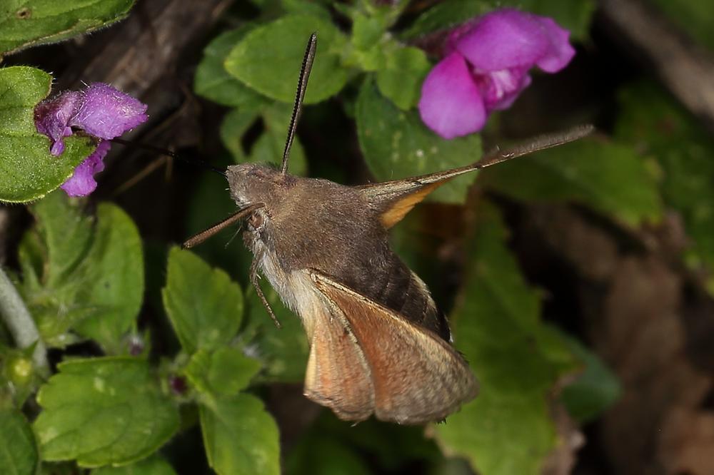 Macroglossum stellatarum - Taubenschwänzchen, Falter