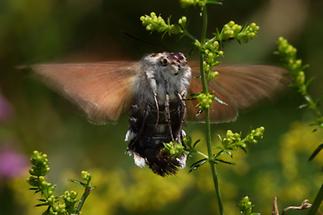 Macroglossum stellatarum - Taubenschwänzchen, von unten im Flug