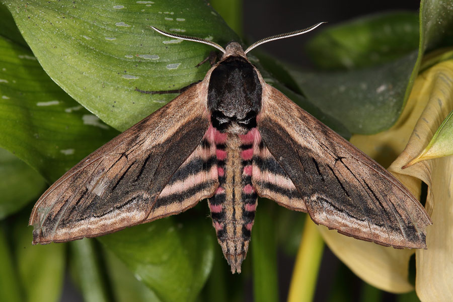 Sphinx ligustri - Ligusterschwärmer