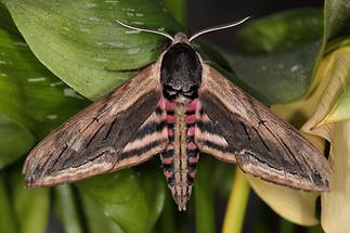 Sphinx ligustri - Ligusterschwärmer (2)