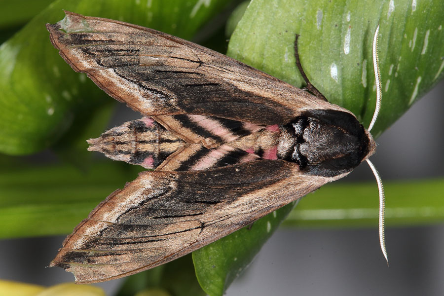 Sphinx ligustri - Ligusterschwärmer