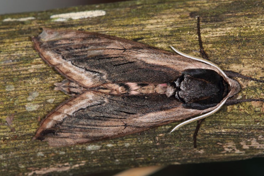 Sphinx ligustri - Ligusterschwärmer