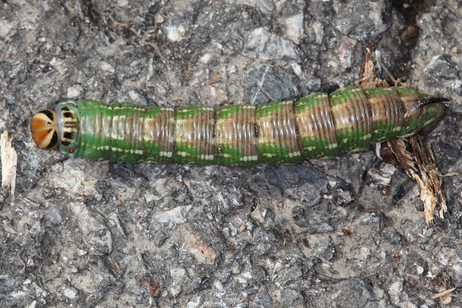 Sphinx pinastri - Kiefernschwärmer, Raupe