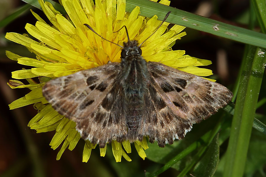 Carcharodus alceae - Malven-Dickkopffalter, Falter