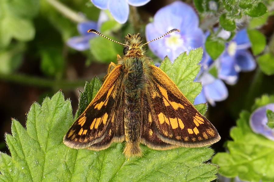 Carterocephalus palaemon - Gelbwürfeliger Dickkopffalter, Falter