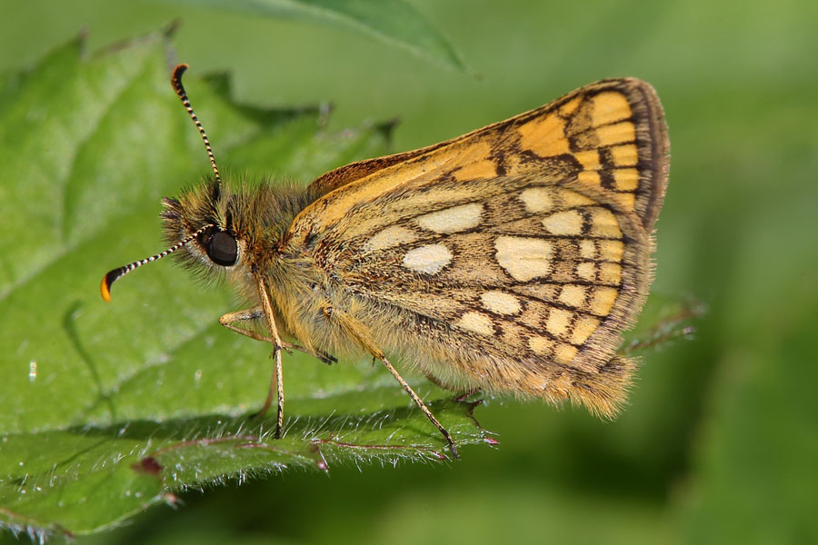 Carterocephalus palaemon - Gelbwürfeliger Dickkopffalter, Falter