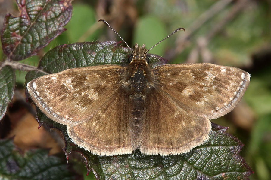 Erynnis tages - Kronwicken-Dickkopffalter, Falter