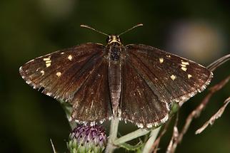 Heteropterus morpheus - Spiegelfleck-Dickkopffalter, Falter Oberseite