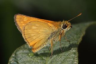 Ochlodes sylvanus - Rostfarbiger Dickkopffalter, Falter (1)