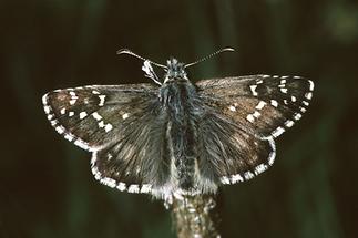 Pyrgus alveus - Sonnenröschen-Würfel-Dickkopffalter, Falter (1)