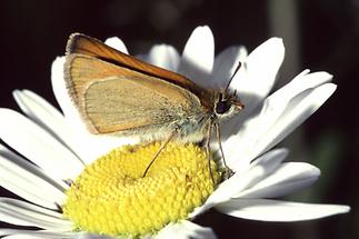 Thymelicus sylvestris - Braunkolbiger Braundickkopffalter, Falter